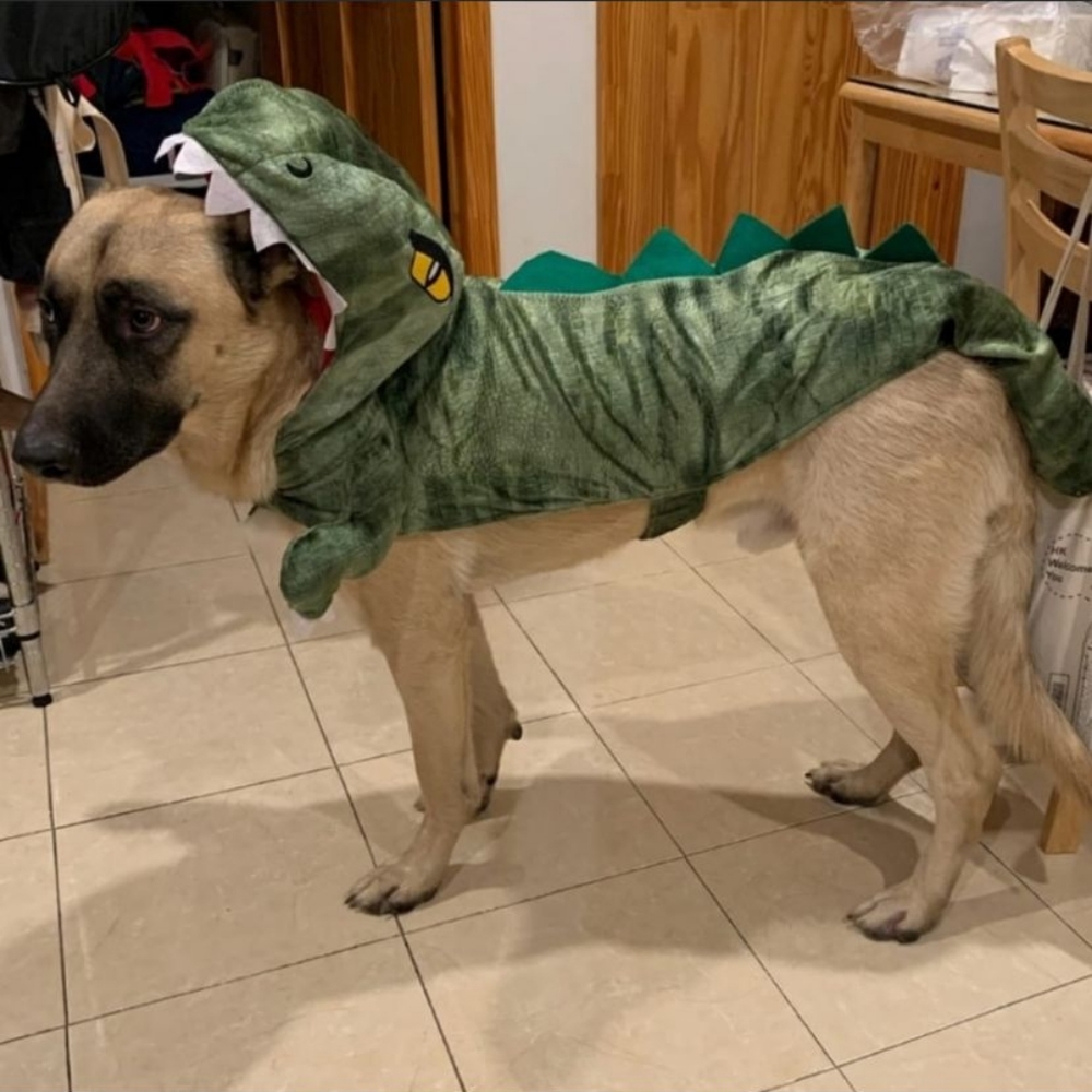 Dinosaur trex green large Halloween costume